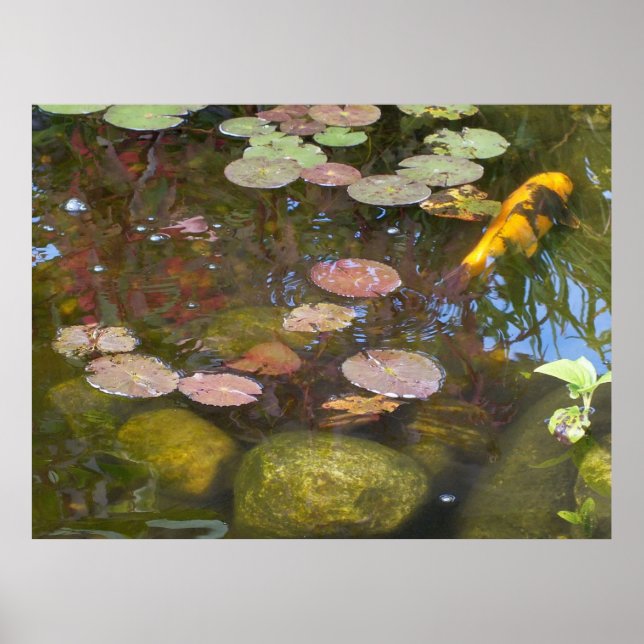 Poster de Koi Pond (Devant)
