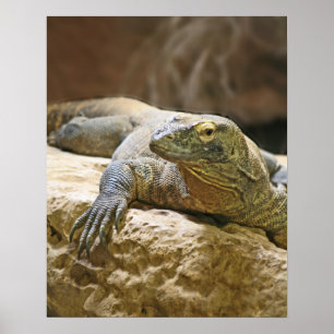 Poster de Komodo Dragon
