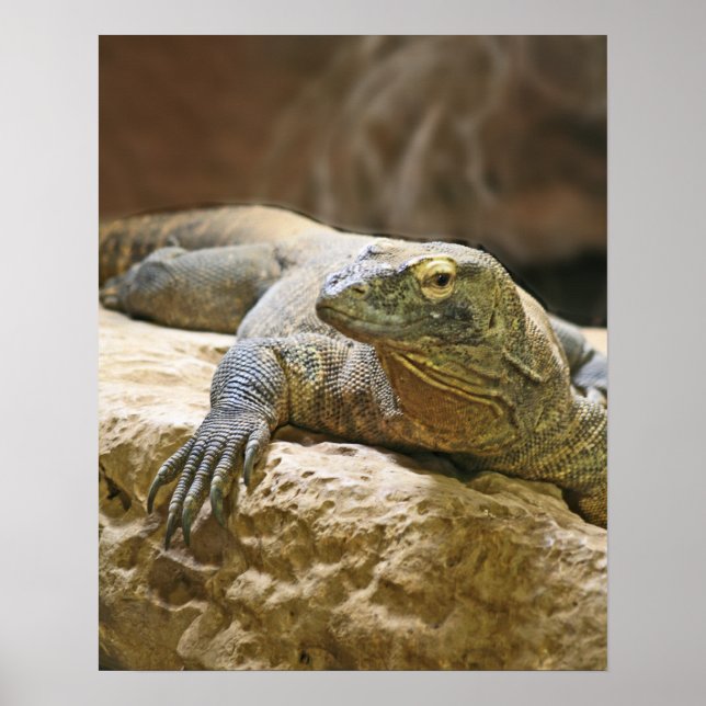 Poster de Komodo Dragon (Devant)