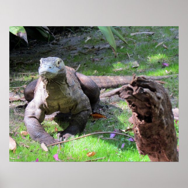 Poster de Komodo Dragon (0606) (Devant)