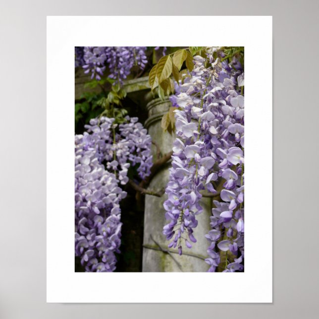 Poster de la bactérie Wisteria (Devant)