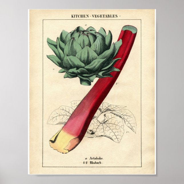 Poster de la Botanique vintage - Rhubarb (Devant)