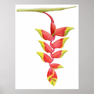 Poster de la Branche Heliconia