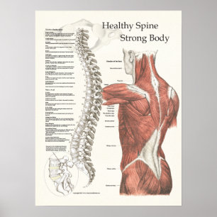 Poster de la chiropratique du corps solide