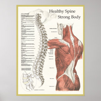 Poster de la chiropratique du corps solide