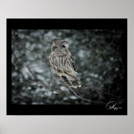 Poster de la Chouette Barred Snow Storm