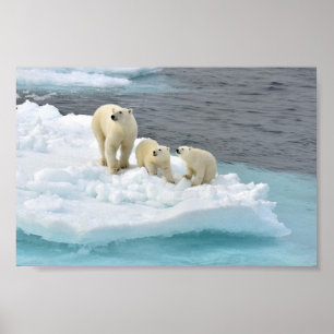 Poster de la famille des ours polaires
