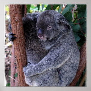 Poster de la famille Koala