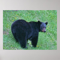 Poster de la faune de l'ours noir sur l'herbe vert
