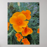Poster de la Fleur de l'État du Poppy en Californi