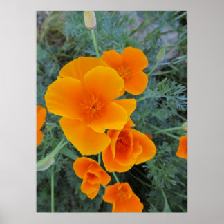 Poster de la Fleur de l'État du Poppy en Californi