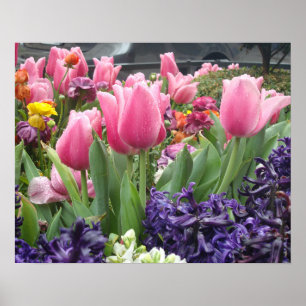 Poster de la Forêt de Tulipe Rose