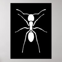 Poster de la fourmi blanche