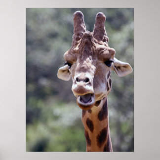 Poster de la Giraffe