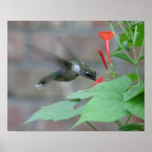 Poster de la gorge de rubis