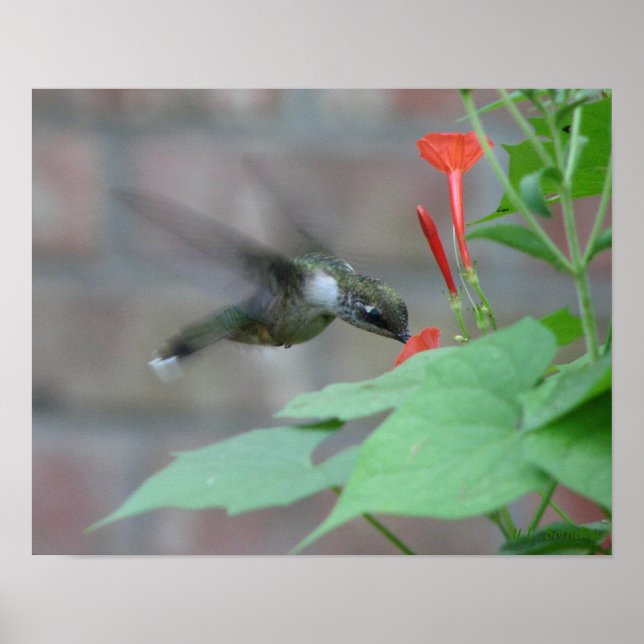Poster de la gorge de rubis (Devant)