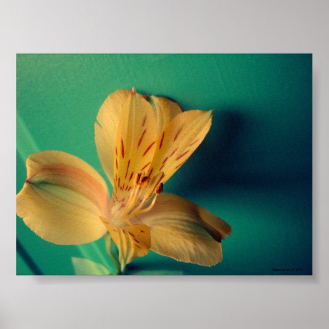Poster de la Lys tropicale (Devant)