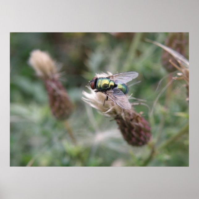 Poster de la macro de la bouteille verte (Devant)