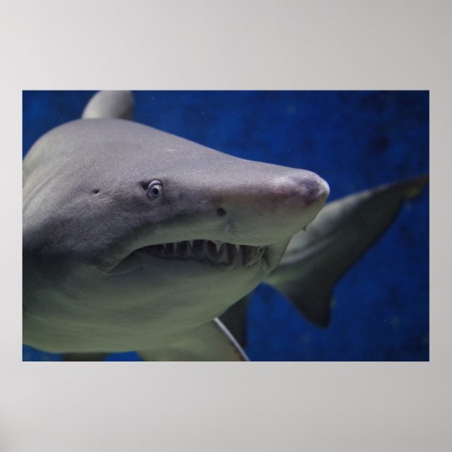 Poster de la muraille de la nature de requin natat (Devant)