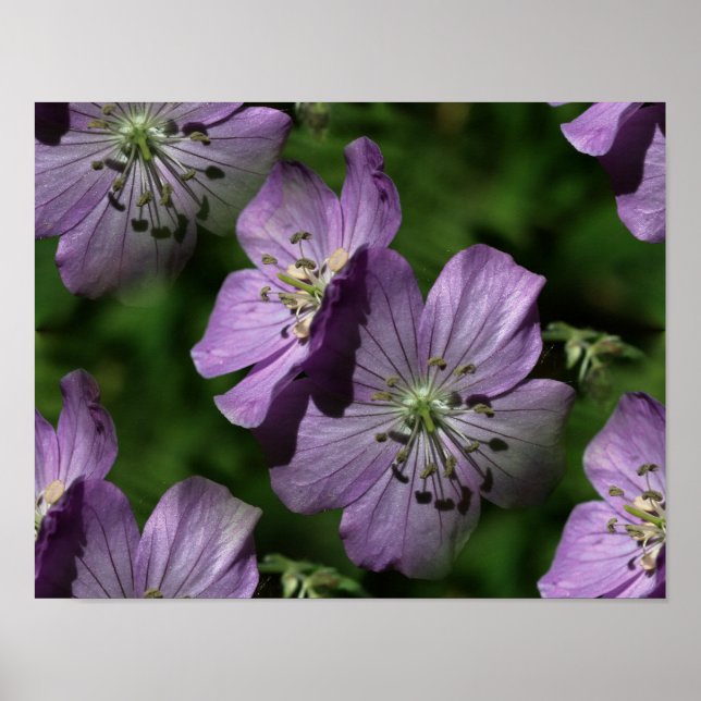 Poster de la nature Abstraite des fleurs violettes (Devant)