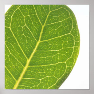 Poster de la nature de la feuille verte sauvage
