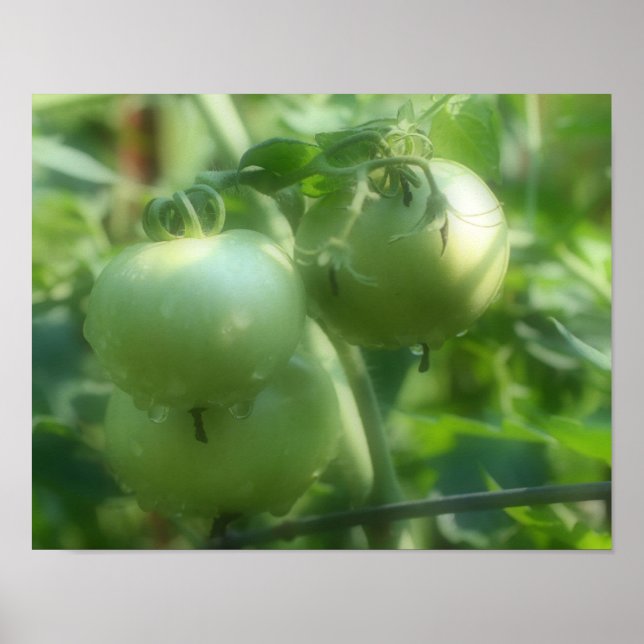 Poster de la nature Tomates vertes du jardin (Devant)