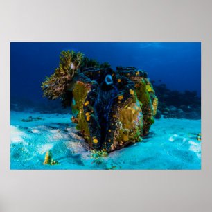 Poster de la palourde géante sur la Grande Barrièr