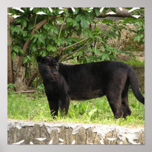 Poster de la panthère