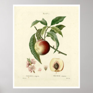 Poster de la Pêche vintage (Prunus persica) N.7