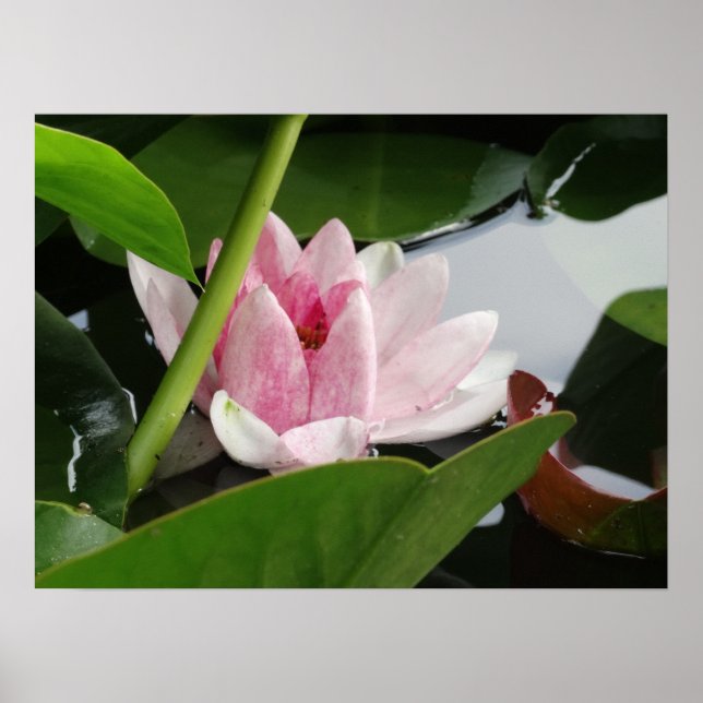 Poster de la photographie de l'éveil (Devant)