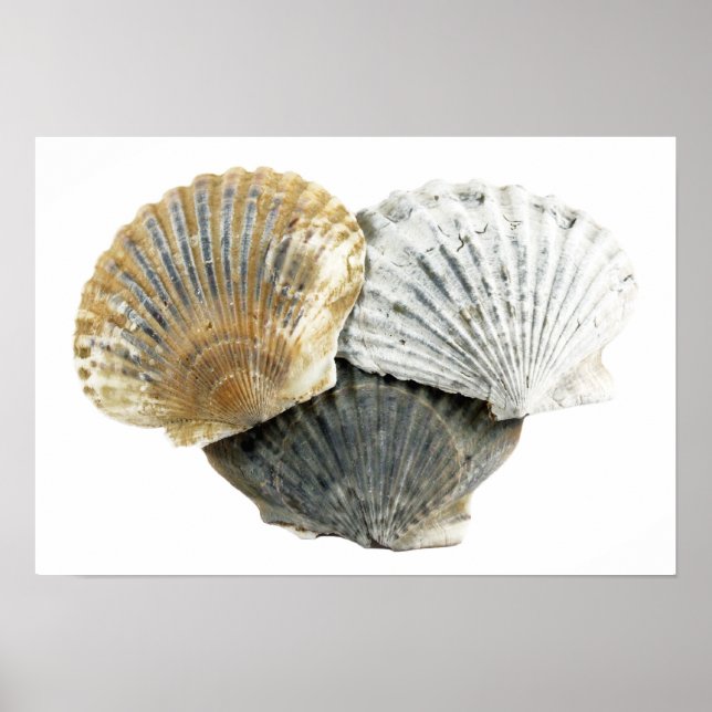 Poster de la photographie de Seashells Fine Art (Devant)