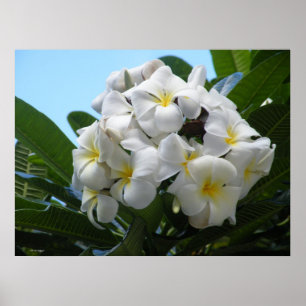 Poster de la Plumeria hawaïenne