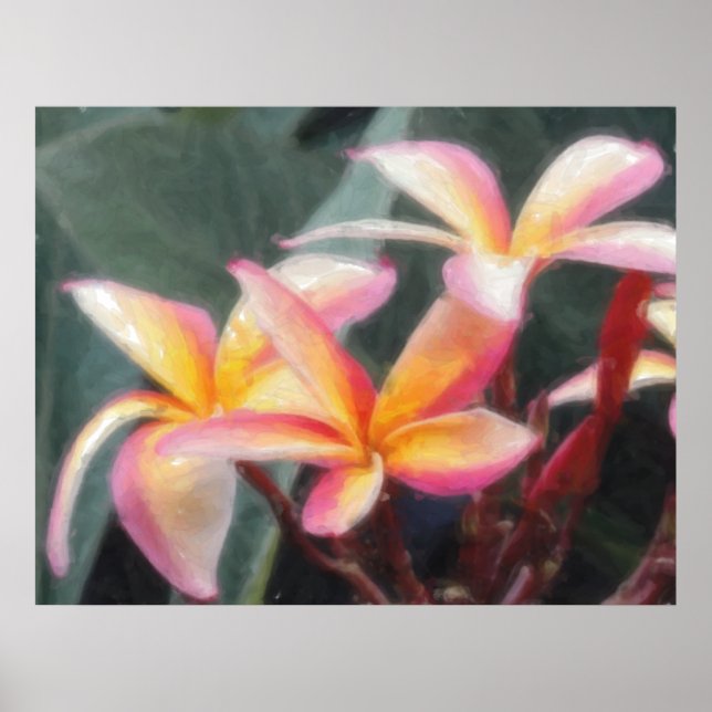 Poster de la Plumeria tropicale hawaïenne (Devant)