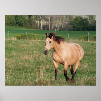 Poster de la promenade Buckskin