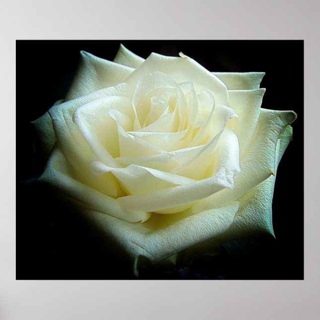 Poster de la Rose blanche (Devant)