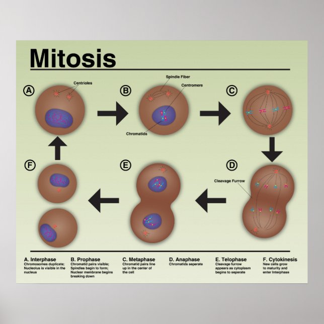 Poster de la salle de classe Mitosis *Mise à jour* (Devant)