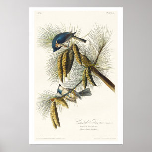 Poster de la souris de tireur Crested par Audubon