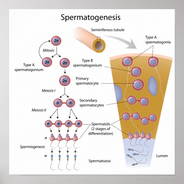 Poster de la spermatogenèse (Devant)