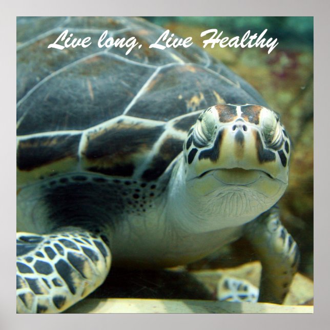 Poster de la tortue (Devant)