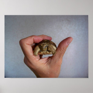 Poster de la Tortue Bébé