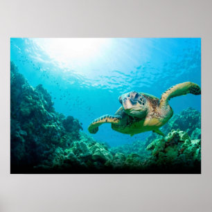 Poster de la tortue de mer