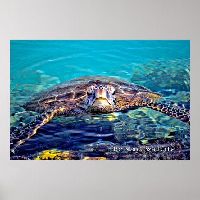 Poster de la tortue de mer de Big Island (Devant)