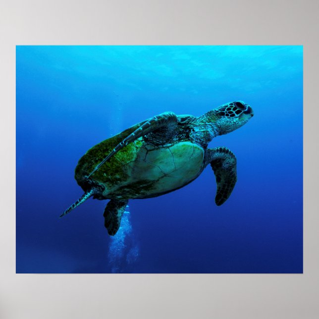 Poster de la tortue de mer Hawksbill (Devant)