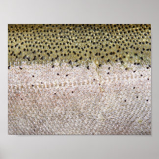 Poster de la truite d'acier