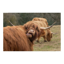 Poster de la vache écossaise drôle