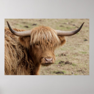Poster de la vache écossaise Highland Baby