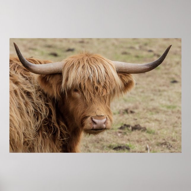 Poster de la vache écossaise Highland Baby (Devant)