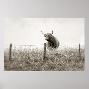 Poster de la vache écossaise Highland Baby