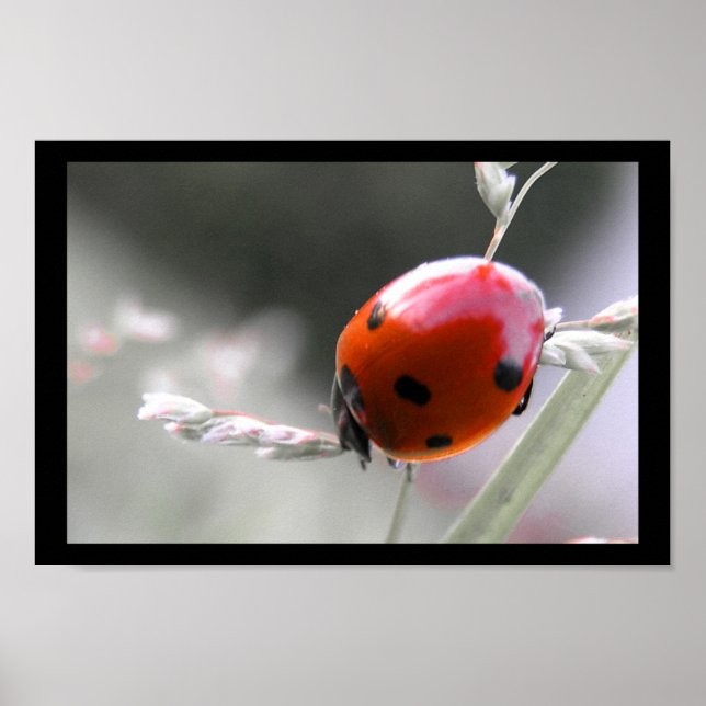 Poster de Ladybug (Devant)