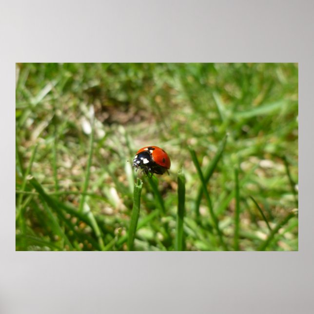 Poster de Ladybug (Devant)